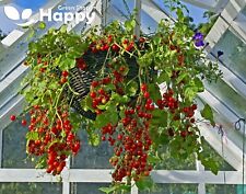 Vegetable - CHERRY TOMATO - GARTENPERLE - 100 seeds - Trailing tomato