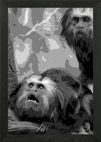 Golden lion tamarin - tamarin, framed