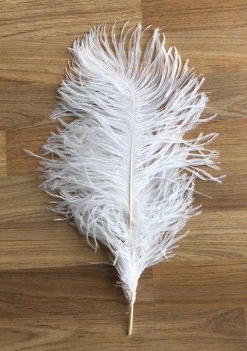Feather ostrich fowl - or,