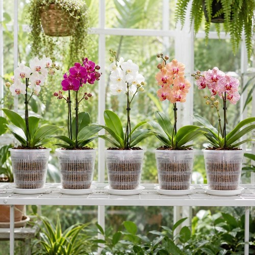 Clear orchid pots - 5x,