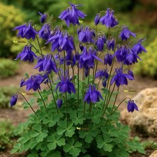 Aquilegia alpina Alpine