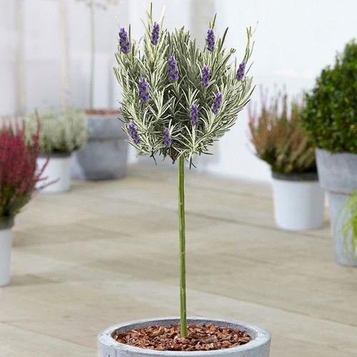 Lavender munstead tree - munstead,