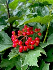 5 x Guelder Rose Plants