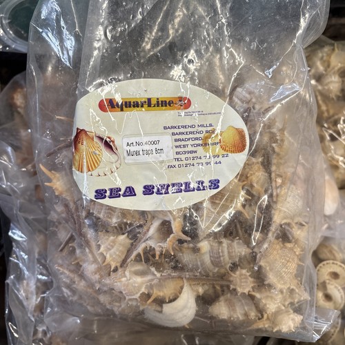 Murex trapa sea snail - sea,