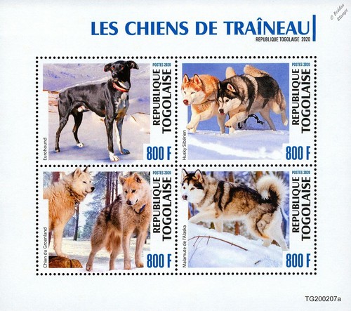 Sled dogs alaskan - dogs,
