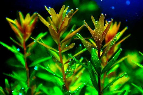 Floratica rotala - floratica, 12