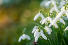 X  one 'Magnet'  snowdrop