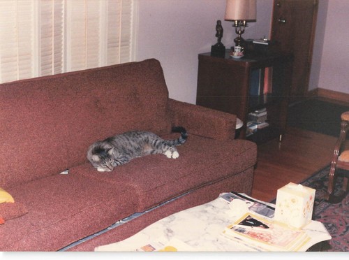 Cat sofa 1960s snapshot - cat,