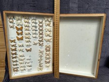 Store Box of British Moths
