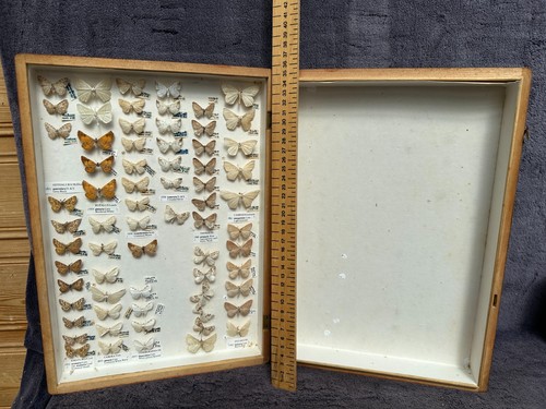 Store box british moths - box,