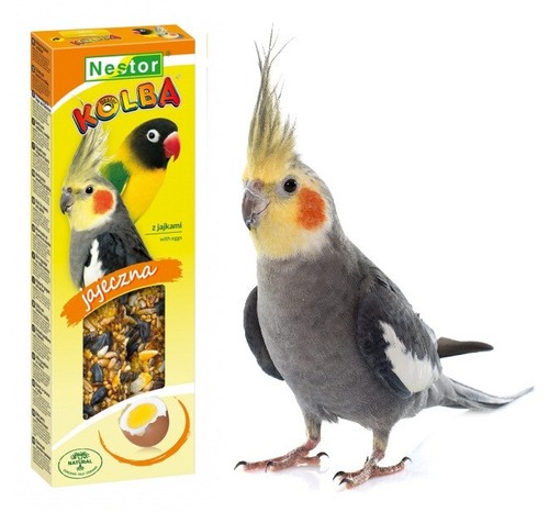 Parrots bird eggs sticks - bird, food