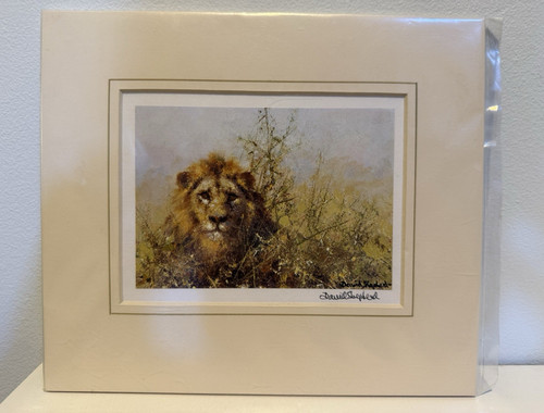 David shepherd signed lion - shepherd,
