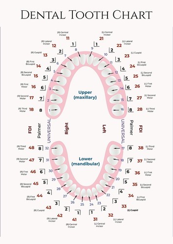 Dental teeth chart laminated - teeth,