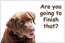 Chocolate Brown Labrador Dog Funny Fridge Magnet New Christmas Lab Gift