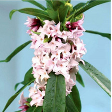 Daphne Plant Perfume Princess