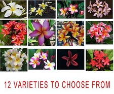Frangipani Plumeria Rubra- 5 Fresh Viable Seeds- Choice of 12 Pretty Varieties
