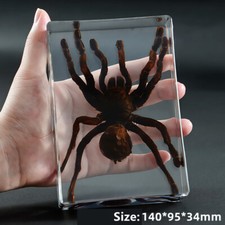 Real Insect Specimen Spider