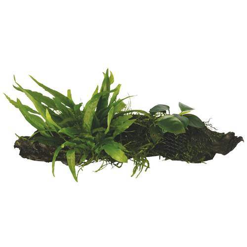 Large piece bogwood with - large,