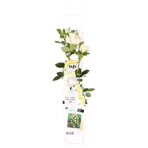 Rosa crazy love vanilla - in,