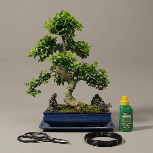 Chinese elm bonsai tree - chinese,