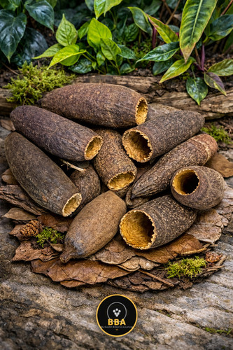 Jequitiba savu pod terrarium - jequitiba-savu,
