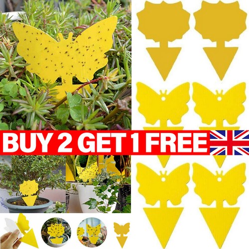 41pk fly catcher - fly, traps