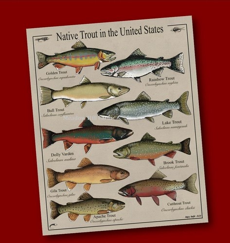 Fridge magnet usa - fridge, fish