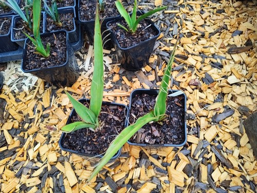 Yucca faxoniana cm pot - 14,