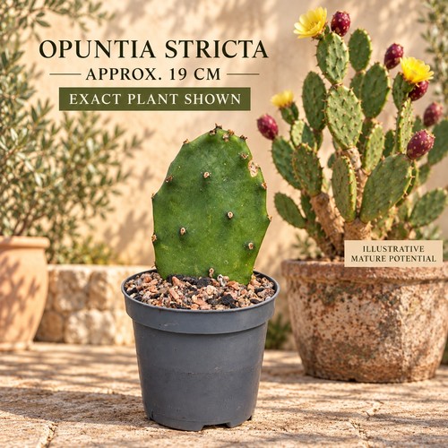 Opuntia stricta rooted prickly - rooted,