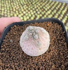 Pseudolithos migiurtinus