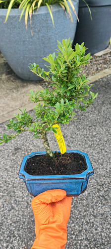 Japanese holly bonsai - japanese,