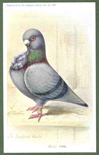 The feathered world aids - feathered, world,