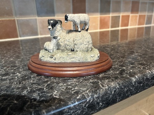 Border fine arts sheep - border, sheep/lambs