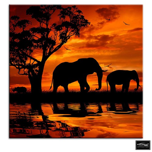 Elephant african sunset - african,