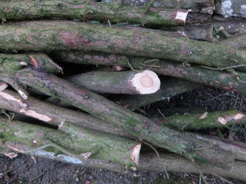 Bundle english yew turning - yew, -turning