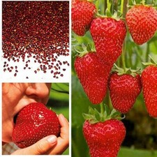 50 x Large Red Strawberry  Seeds, Garden Fruit Plant Sweet and Delicious