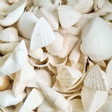 1kg White Beach Mixed