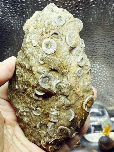 Natural devonian prehistoric - devonian,