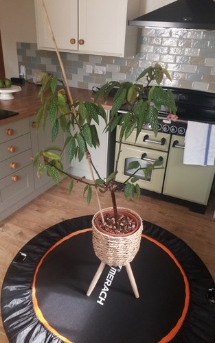 Rare well rooted - , begonia