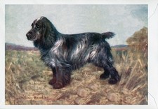 COCKER SPANIEL CHARMING DOG