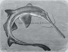 c1896 Antique Fish Print JAPANESE SAW FISH Royal Natural History by Lydekker