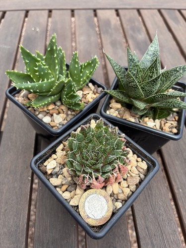 Three succulent - three,