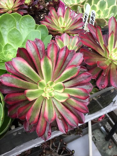 Aeonium madri grass cutting - aeonium,