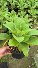 LARGE 5 Litre Pot - Foxglove