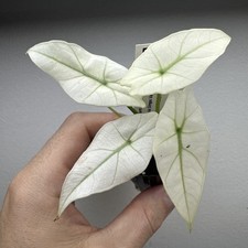 Alocasia Simpo Full Mint