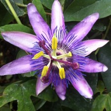 T&M Passiflora (Passion