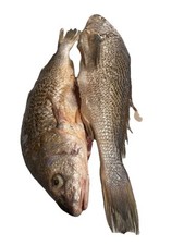 FRESH CROAKER FISH - 2 Whole