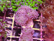 3 Head Pink Hammer Coral Marine Aquarium LPS Hard Coral