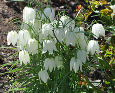 10 Fritillaria MELEAGRIS ALBA Spring Flowering Perennial Bulbs Snakes Head Lily