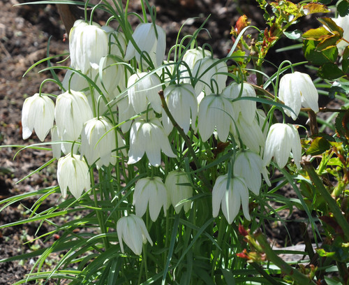 Fritillaria meleagris alba - fritillaria,